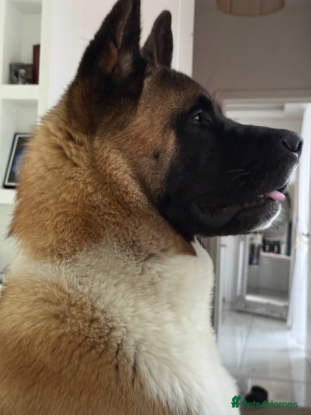 Akita dogs for stud: Akita Stud – Strong, Loyal & Family Raised - Image 7