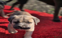 Cane Corso dogs for sale: Class Corsos  - Advert 20