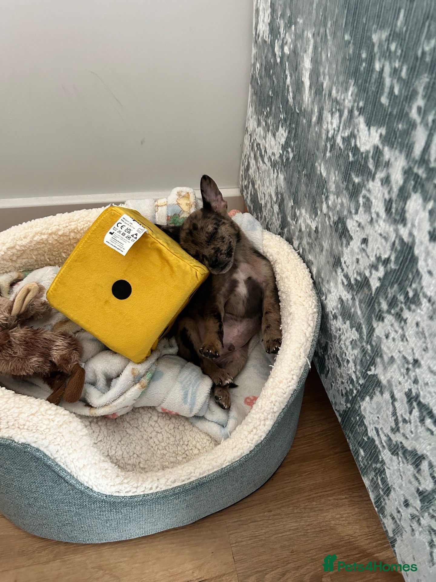 Mixed Breed dogs French bull dog / German shepherd  - Advert 4