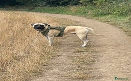 Bullmastiff dogs for stud: Lenny is up for stud  - Image 1