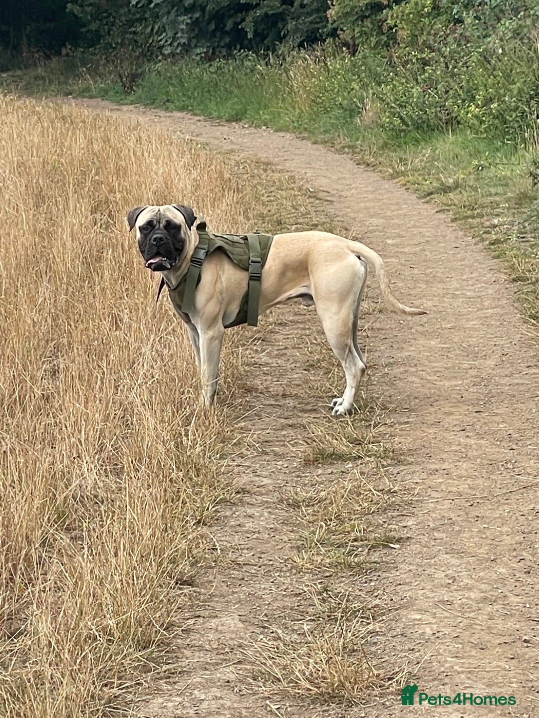 Bullmastiff dogs for stud: Lenny is up for stud  - Image 1
