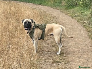 Bullmastiff dogs - Advert 1