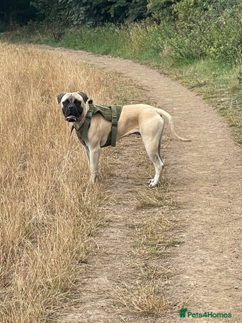 Bullmastiff dogs Lenny is up for stud - Advert 1