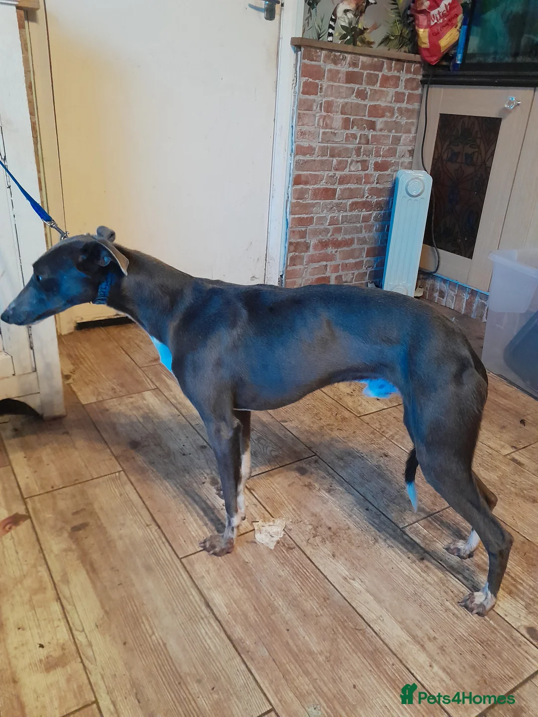 Whippet dogs for stud: Blue whippet stud - Advert 1