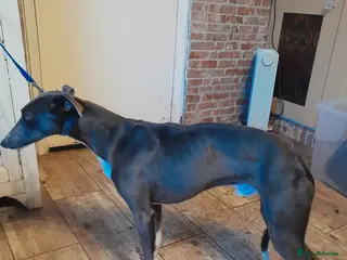 Whippet dogs Blue whippet stud - Advert 8