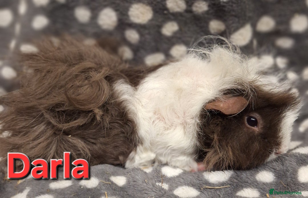 Guinea Pig rodents for sale: Baby female guinea pigs - Advert 7