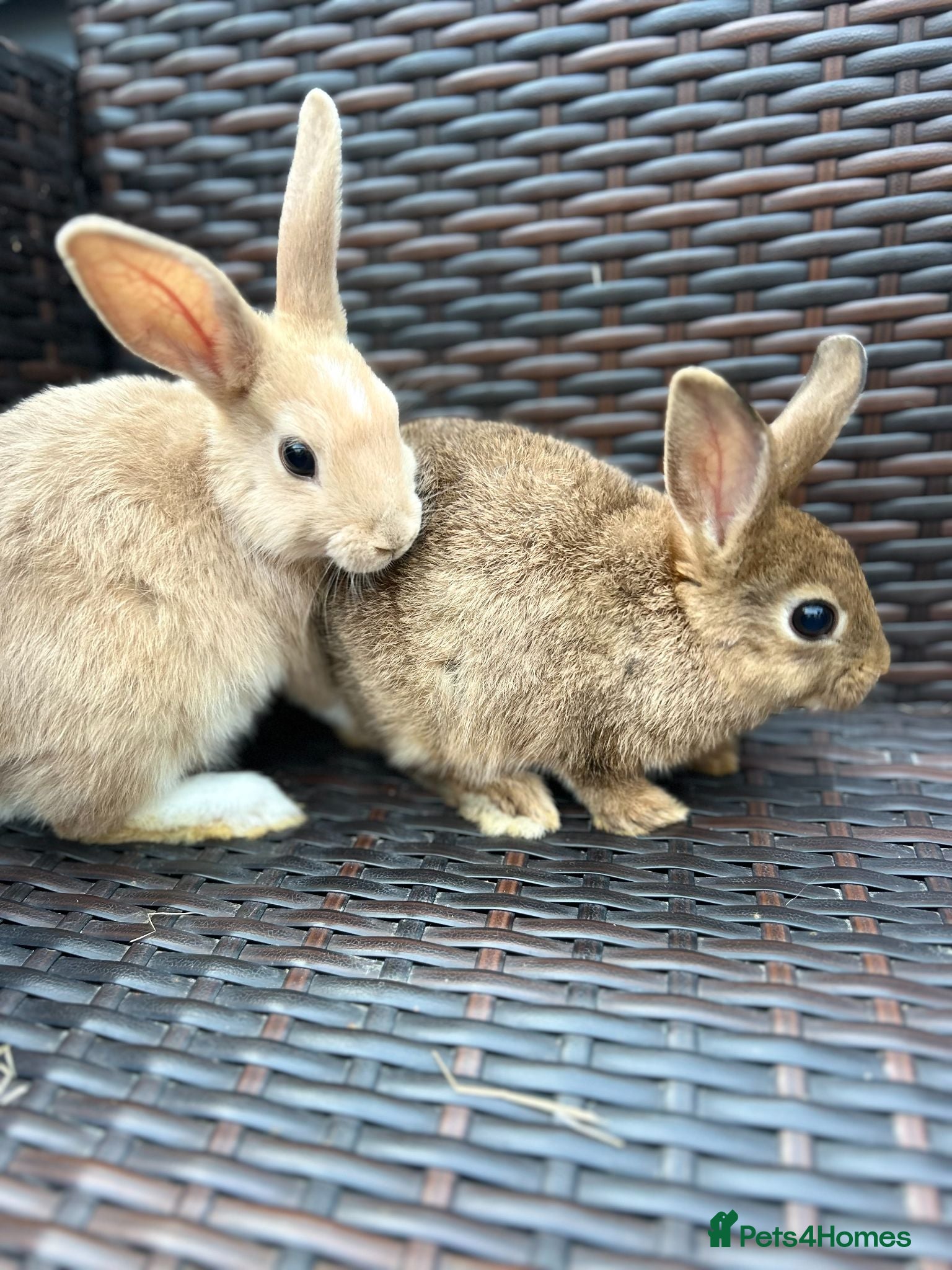 Mixed Breed rabbits 2 female bunnies 10 weeks ready to go! - Advert 6