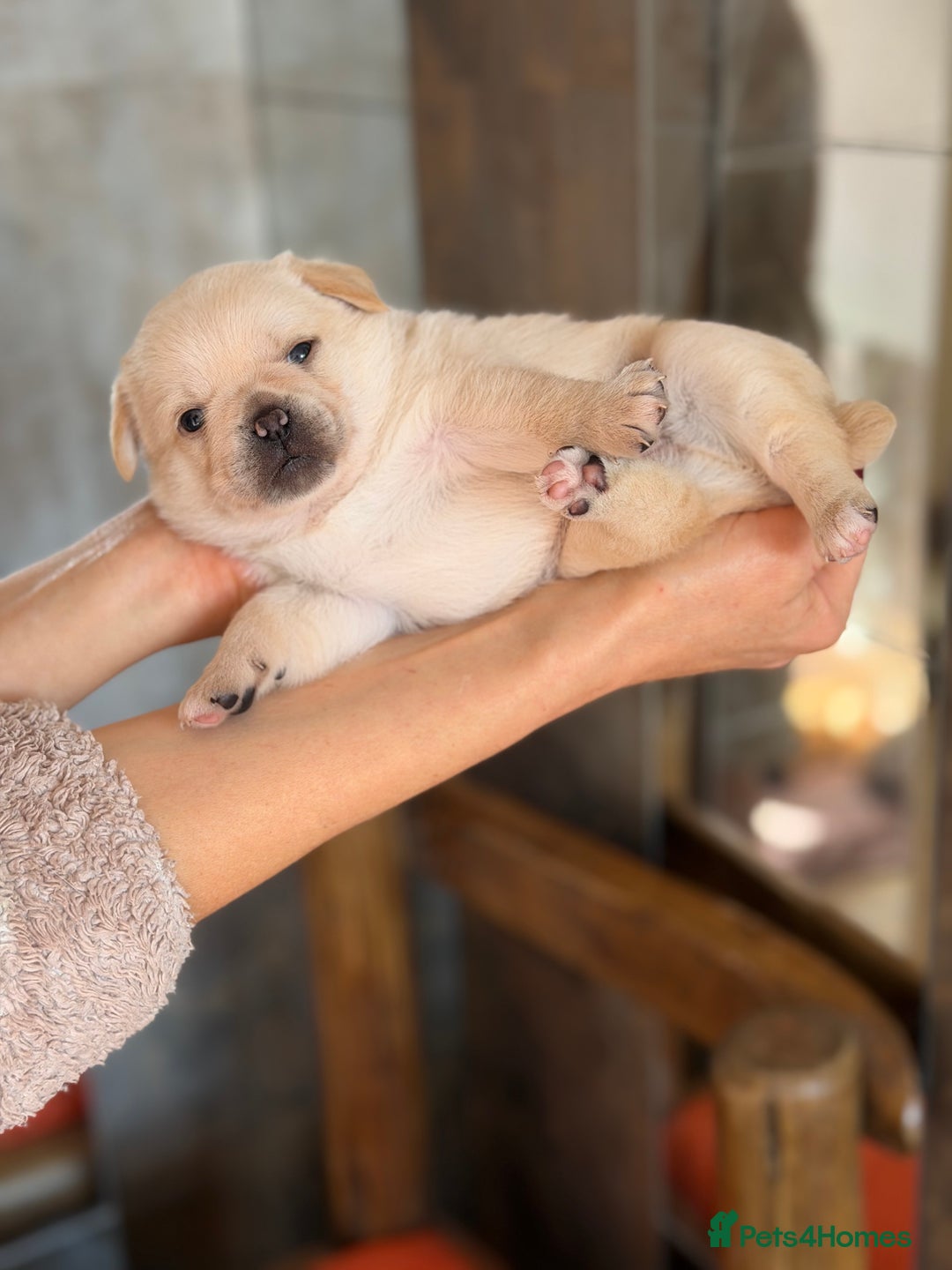 Mixed Breed dogs for sale: Adorable Pug x Pomeranian Puppies  - Image 14