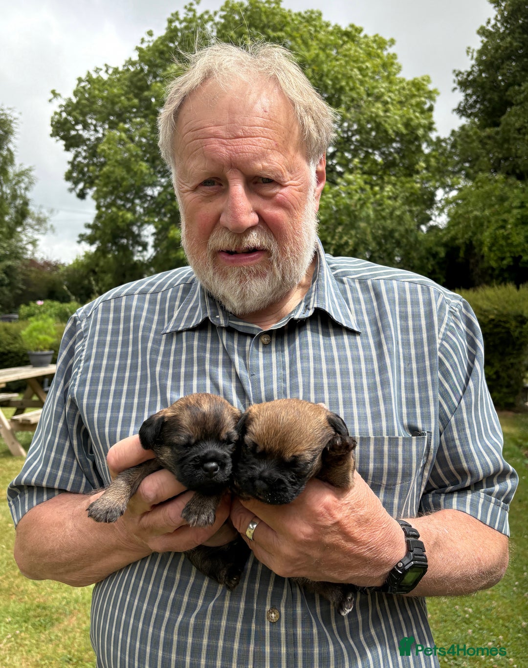 Border Terrier dogs for sale: Border Terrier Puppies - Image 3