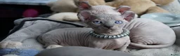 Dwelf cats for sale: Dwelf and Elf kittens for the best homes.  - Advert 8