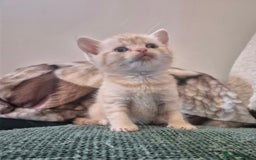 British Shorthair cats for sale: Beautiful British shorthair kittens - Image 23
