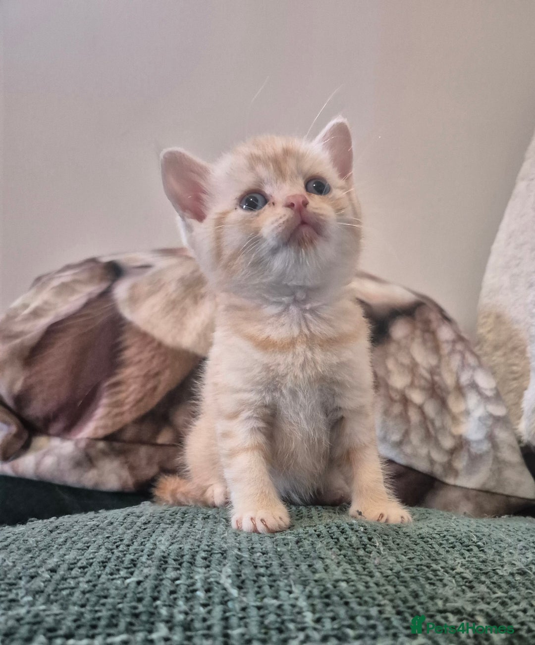 British Shorthair cats for sale: Beautiful British shorthair kittens - Image 23