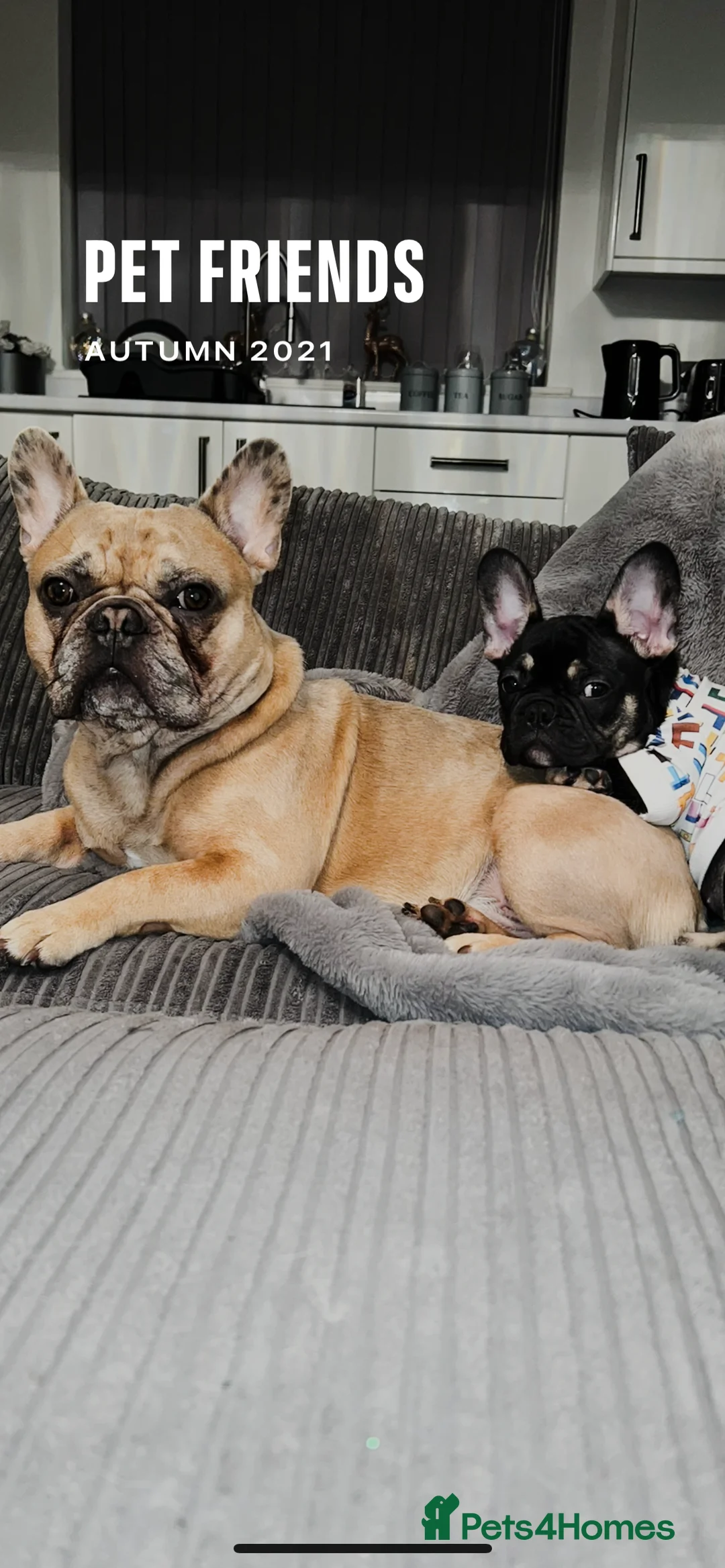 French Bulldog dogs for sale: French bulldog 4 years old  - Advert 3