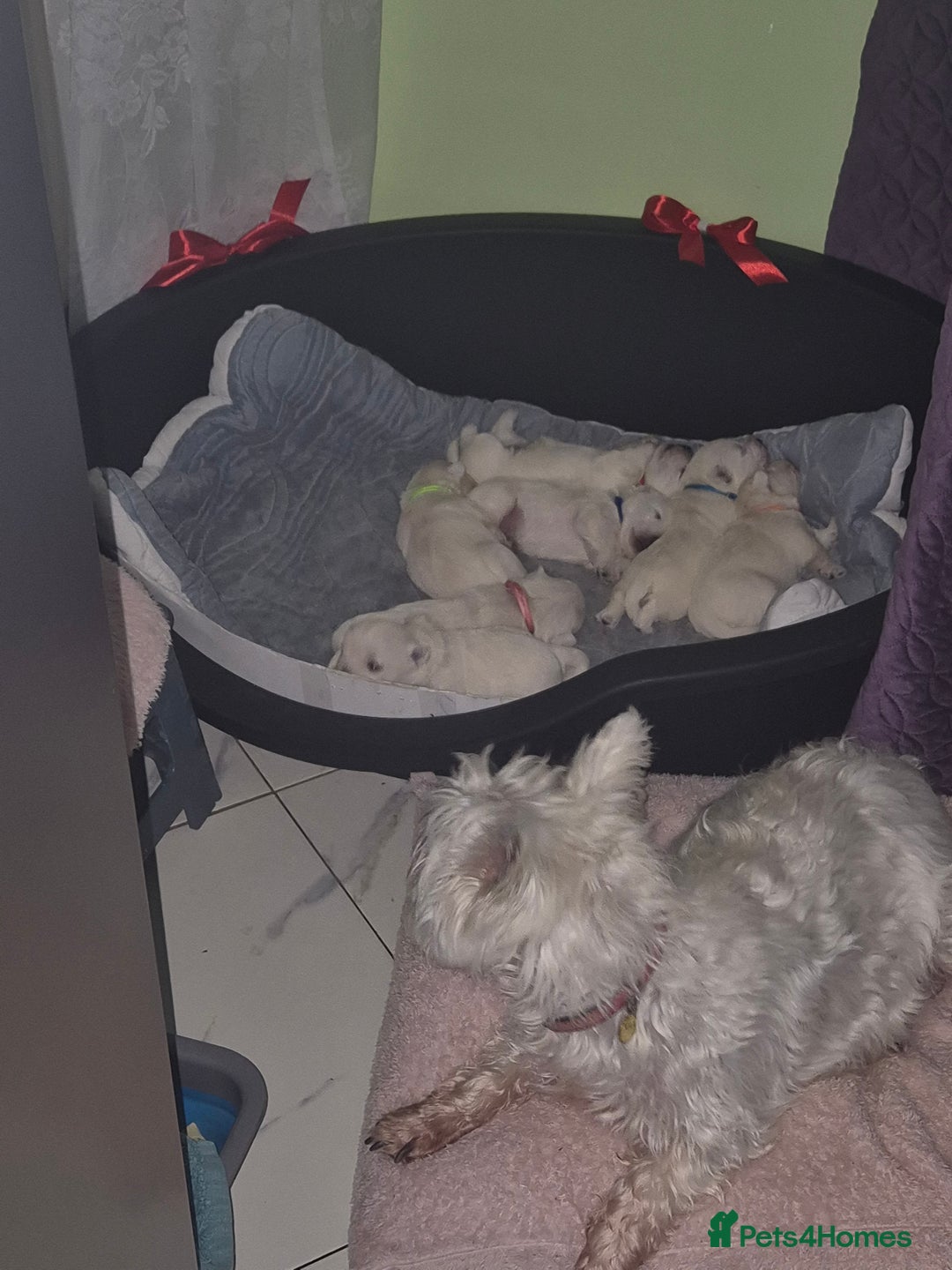 West Highland Terrier dogs for sale: Westhighland Terrier - Advert 17