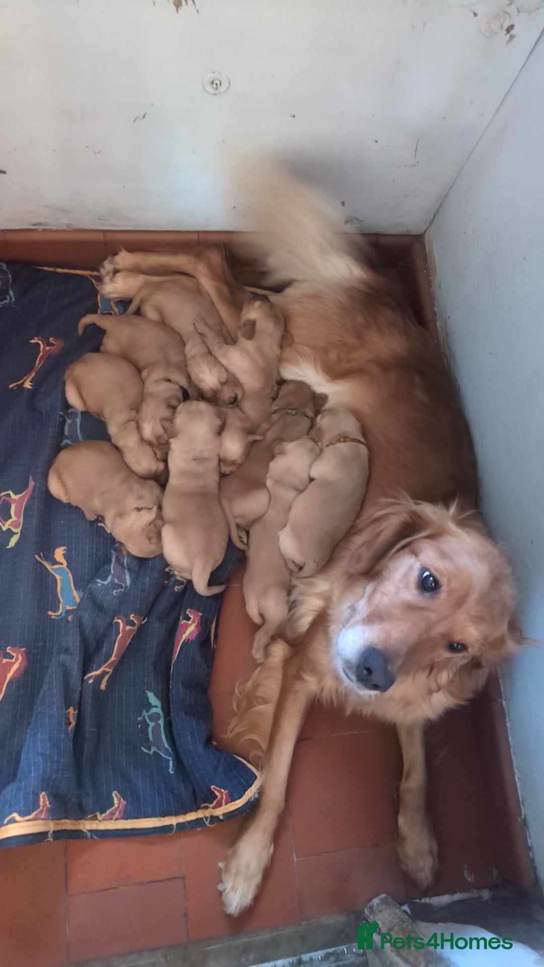 Golden Retriever dogs for sale: Working Golden Retriever Puppies  - Advert 8