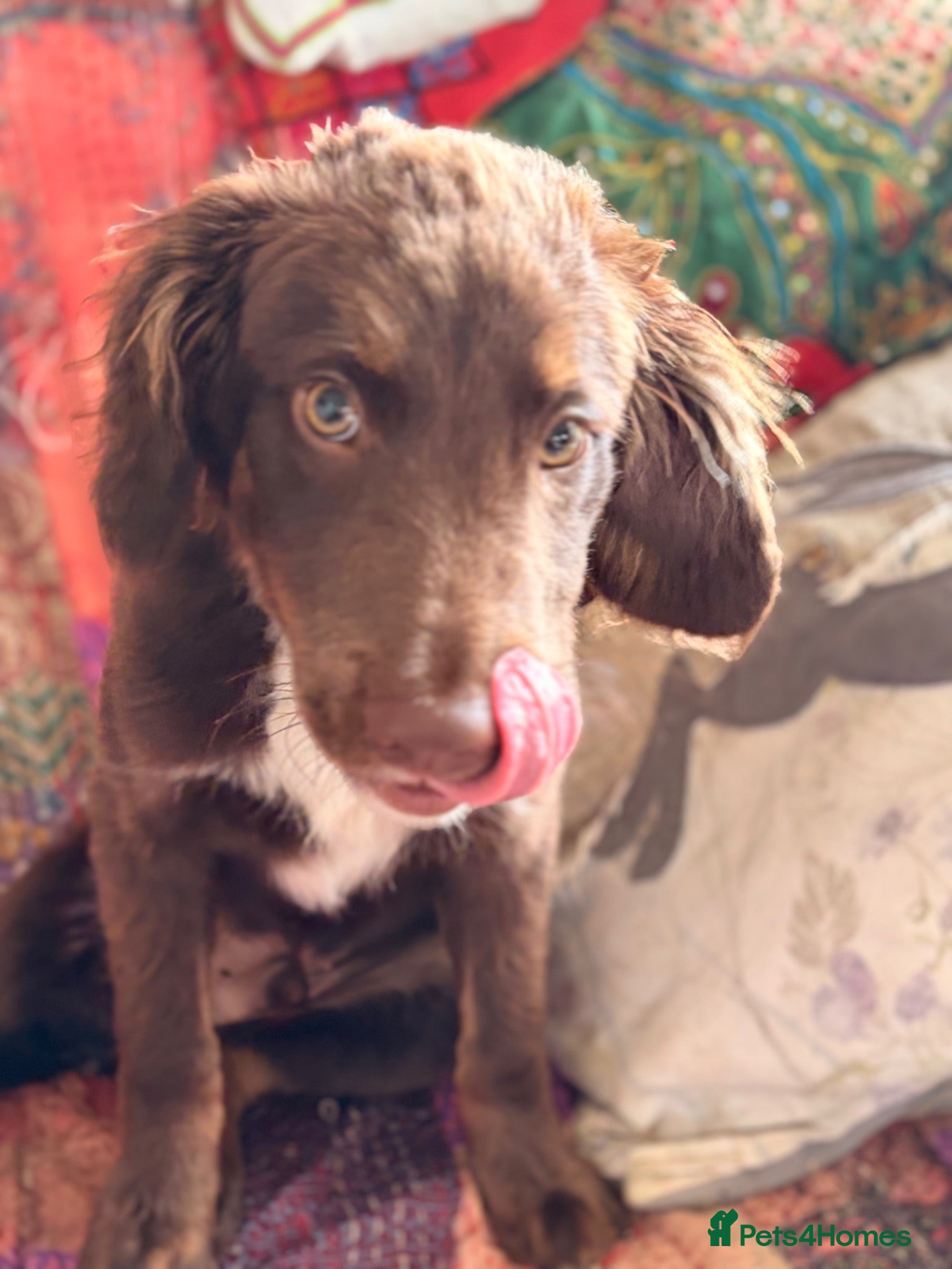 Mixed Breed dogs GORGEOUS COCKER SPANIEL X BORDER COLLIE PUP - Advert 1