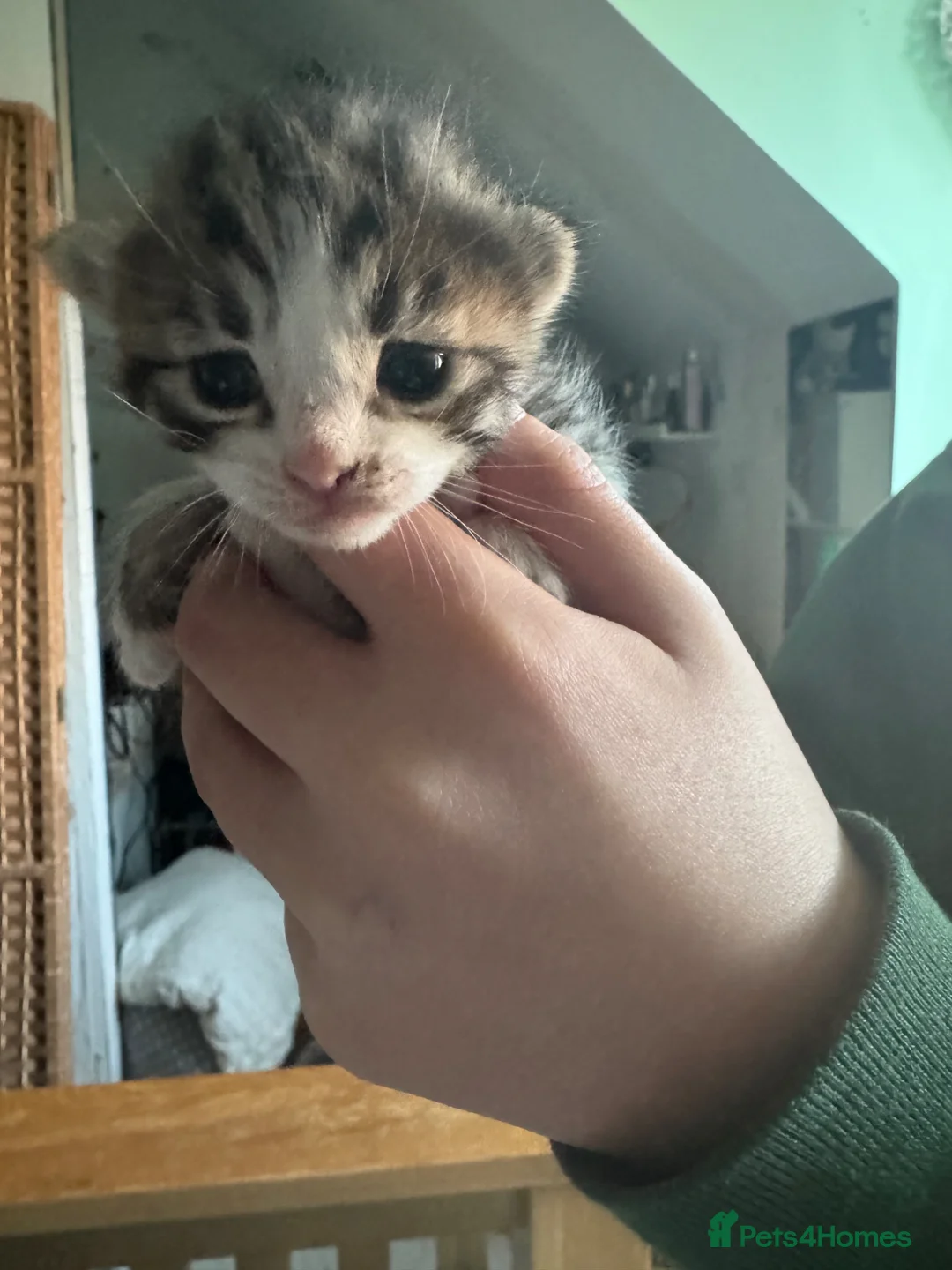 Mixed Breed cats for sale: Mixed breed girls - Advert 6