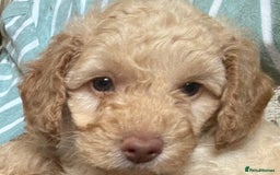 Toy Poodle dogs for sale: Stunning litter of Toy Poodles - Image 16
