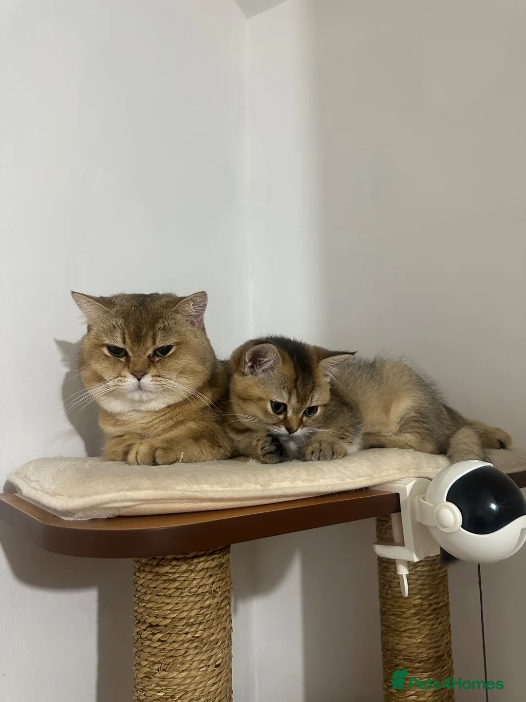 British Shorthair cats for sale: Beautiful Golden Tipped Male - Advert 2