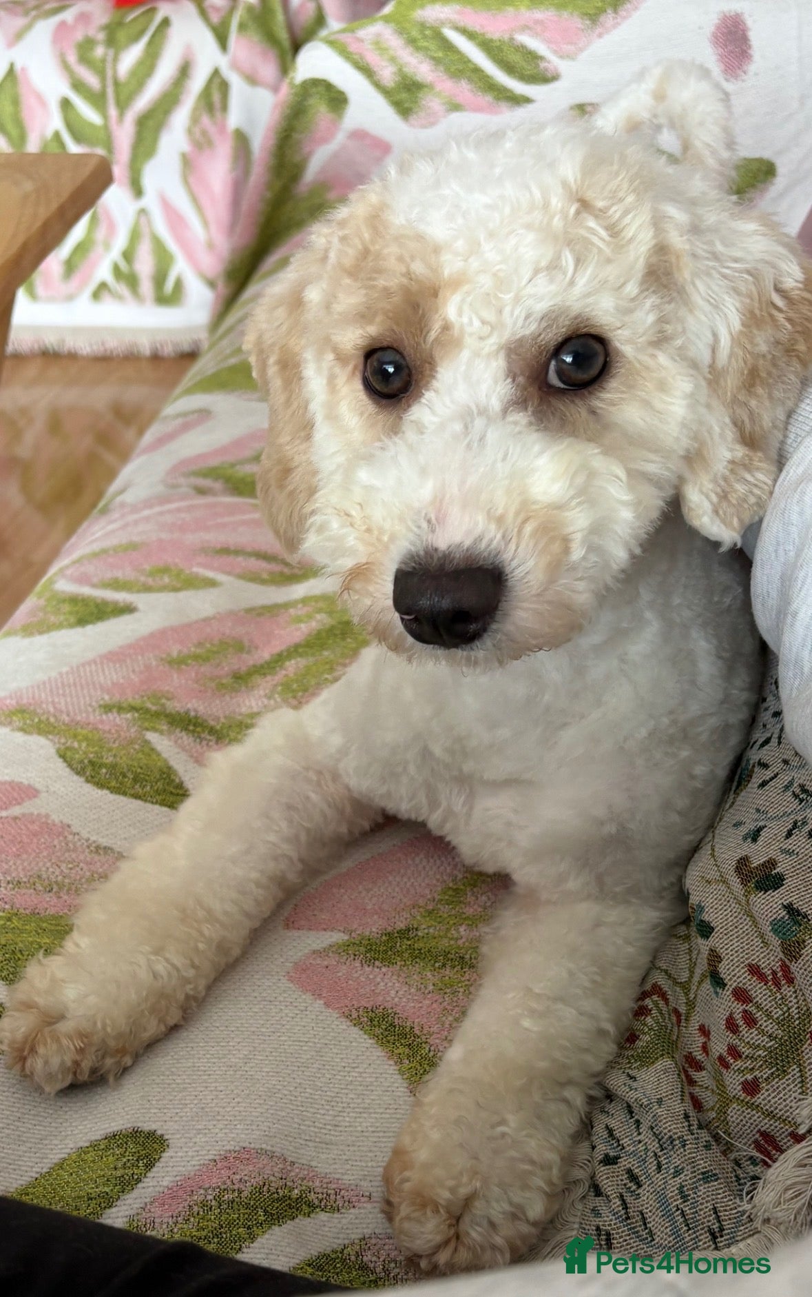 Poochon dogs Barney 10-Month-Old Male Poochon  - Advert 5