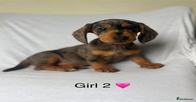 Miniature Dachshund dogs Beautiful babies ready for there5⭐️ home - Advert 14