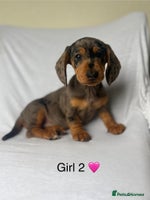 Miniature Dachshund dogs Beautiful babies ready for there5⭐️ home - Advert 10