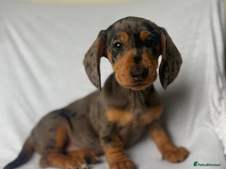 Miniature Dachshund dogs - Advert 9