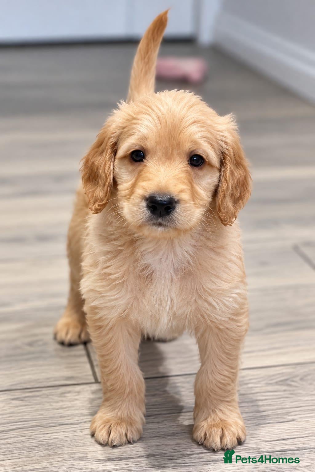 Labradoodle dogs 🐾 Beautiful Apricot Medium Labradoodle Boy 🧡 - Advert 6