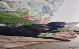 Mixed Breed dogs for adoption: A joint home needed for two Grandma’s - Image 11