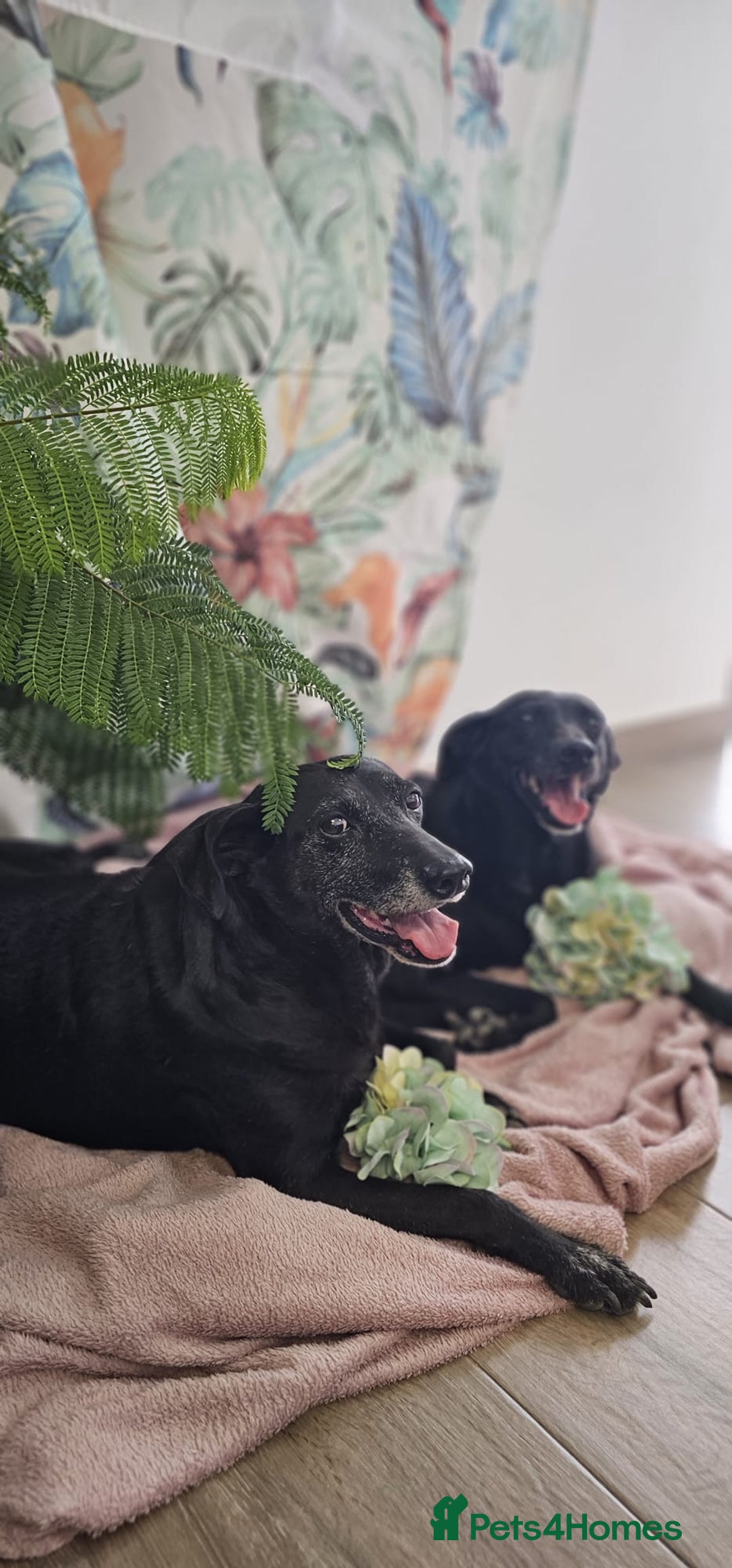 Mixed Breed dogs for adoption: A joint home needed for two Grandma’s - Image 11