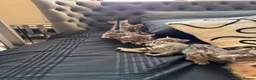 Bengal cats for sale: Bengal Mix kittens 🐱  in Hinckley - Advert 21