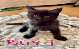 Ragdoll cats for sale: Half Ragdoll KITTENS - Image 30