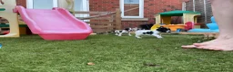 English Springer Spaniel dogs for sale: Beautiful springer spaniel puppies - Advert 18