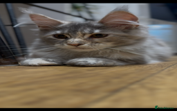 Maine Coon cats for sale: Maine coon kittens•Ready to leave•Fully vaccinated - Image 11