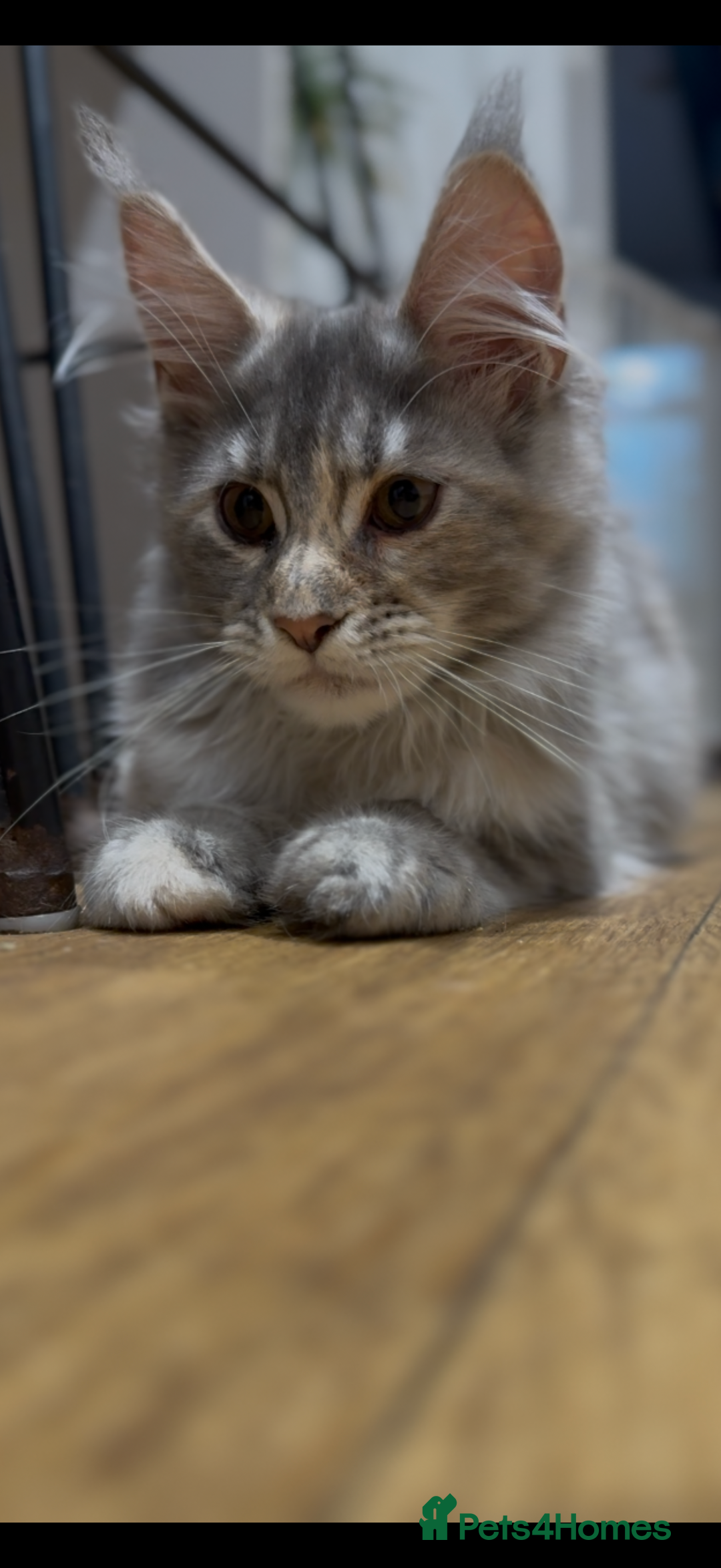 Maine Coon cats for sale: Maine coon kittens•Ready to leave•Fully vaccinated - Image 11