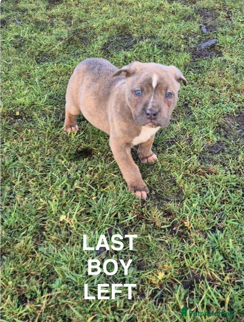 Mixed Breed dogs Mixed breed pups ready to leave - Advert 6