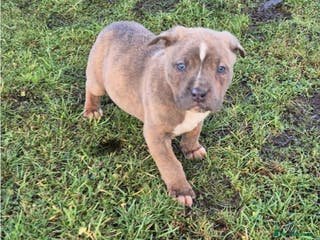 Mixed Breed dogs Mixed breed pups ready to leave - Advert 4