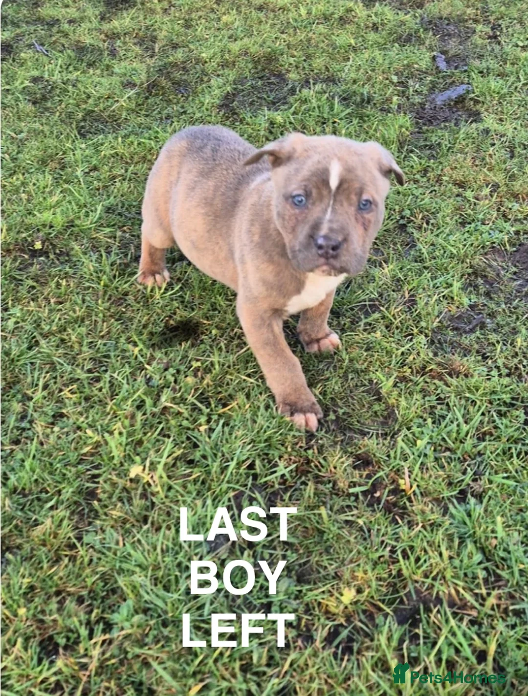 Mixed Breed dogs for sale: Mixed breed pups ready to leave - Advert 2