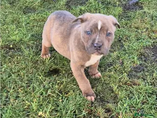 Mixed Breed dogs Mixed breed pups ready to leave - Advert 9