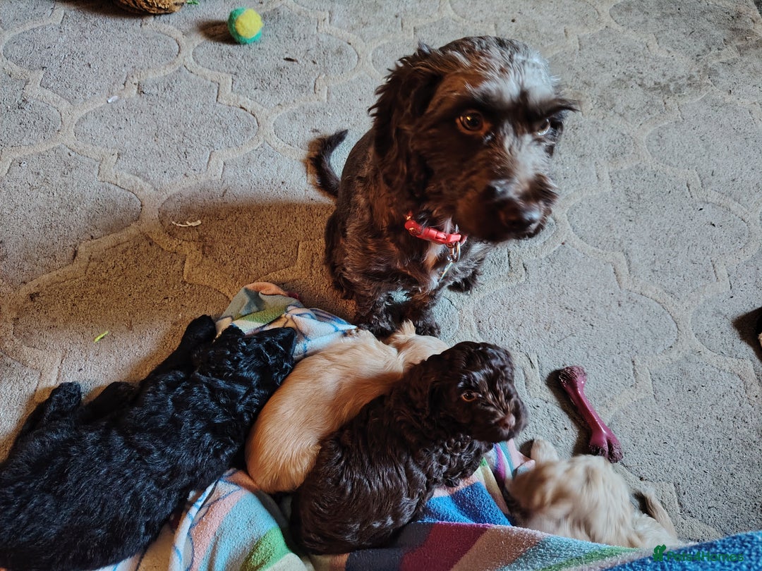 Cockapoo dogs for sale: Cockapoo puppies f2 ready now  - Advert 12