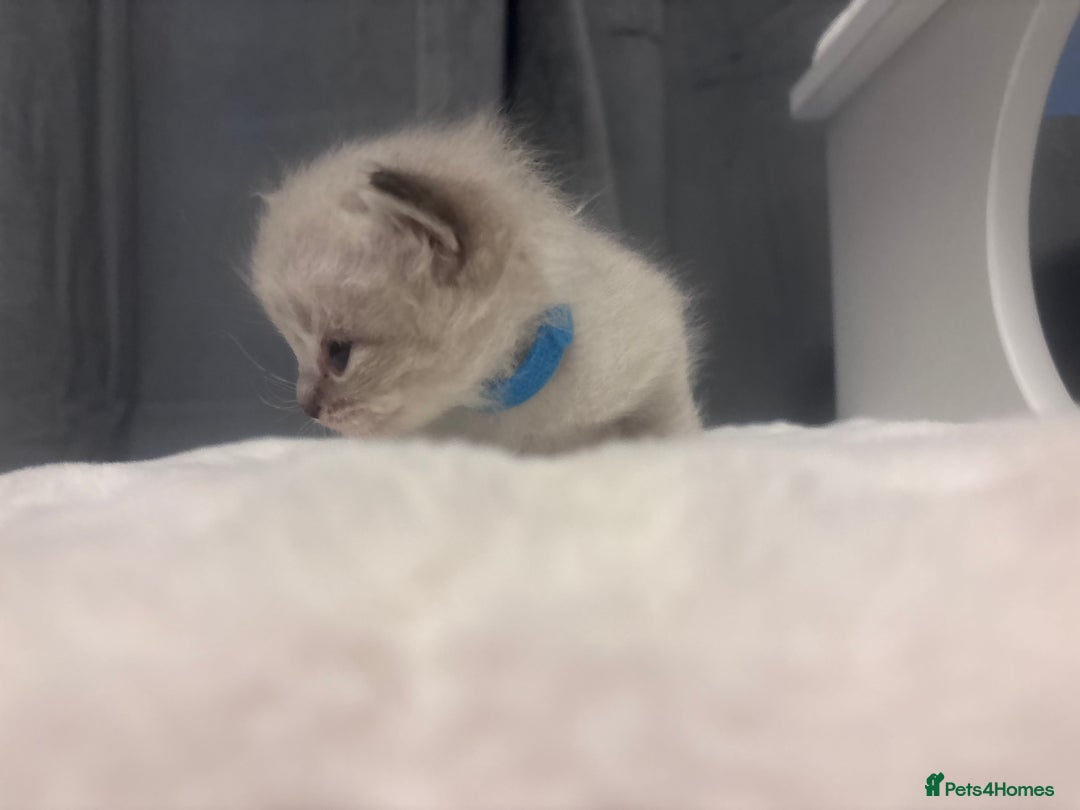 Ragdoll cats for sale: Gorgeous pedigree Ragdoll kittens  - Image 30