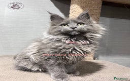 Maine Coon cats for sale: TICA registration Stunning Maine coon kittens - Advert 3