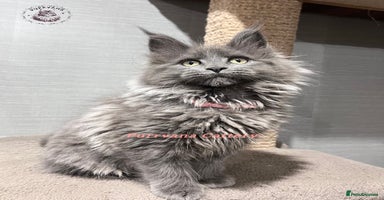 Maine Coon cats TICA registration Stunning Maine coon kittens - Advert 8