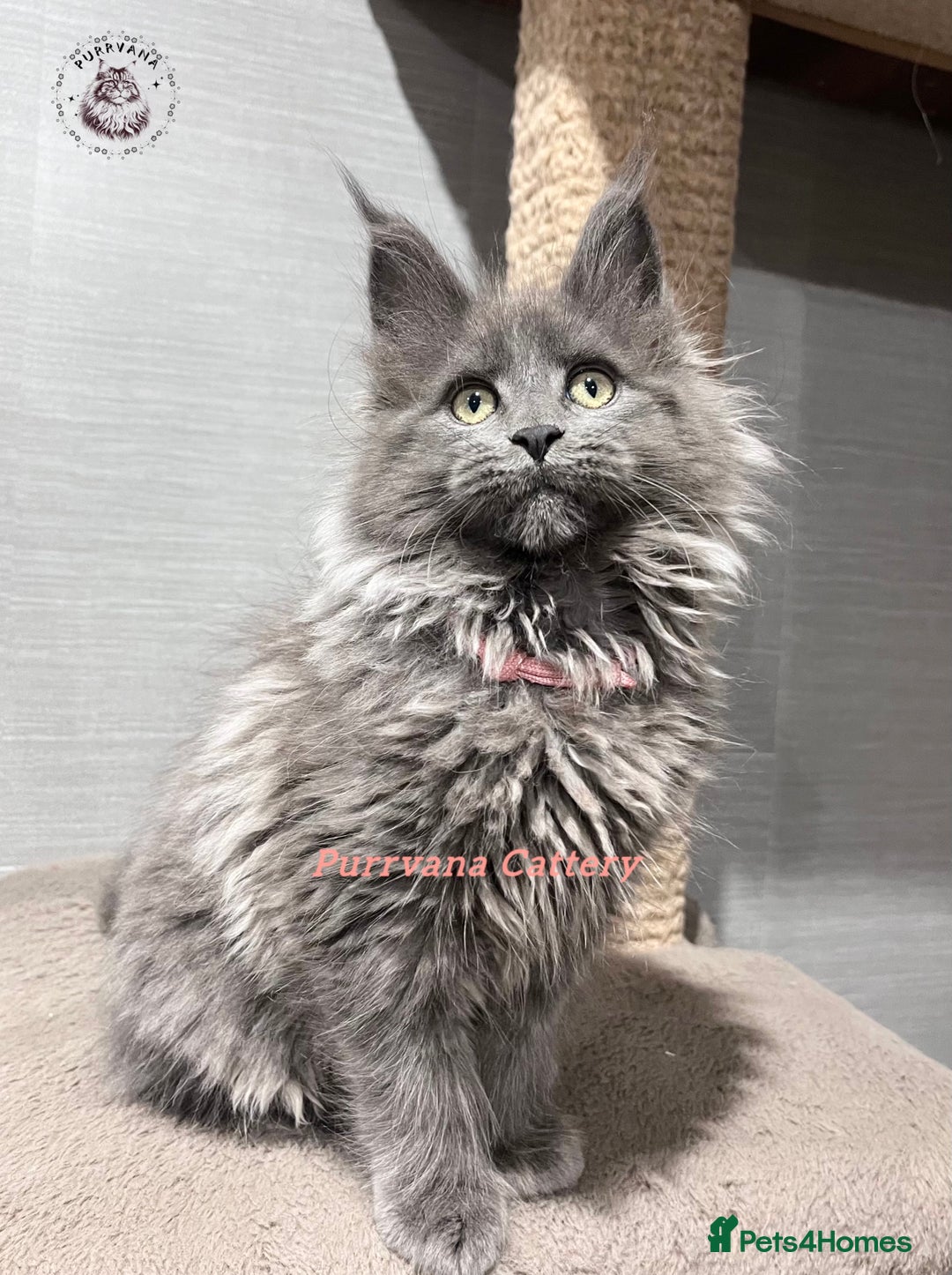 Maine Coon cats for sale: TICA registration Stunning Maine coon kittens - Advert 3