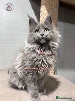 Maine Coon cats TICA registration Stunning Maine coon kittens - Advert 8