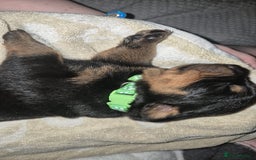 Rottweiler dogs for sale: 4 beautiful rottweiler puppies - Advert 13