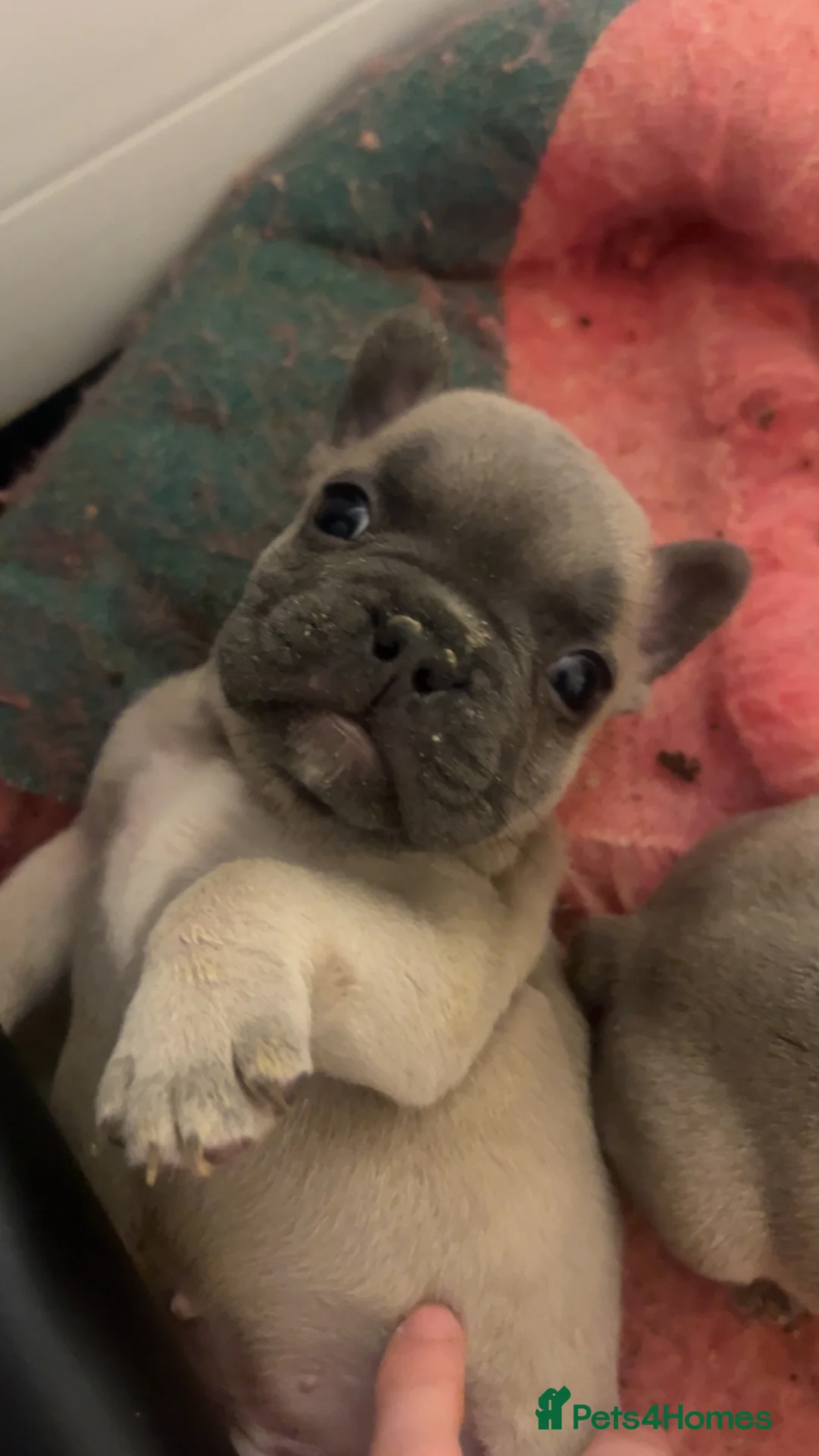 French Bulldog dogs for sale: French bulldog puppies for sale in Derby - Advert 2