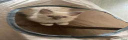 Ragdoll cats for sale: 4 TICA Registered Ragdoll girls available - Advert 7