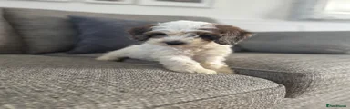 Cockapoo 5