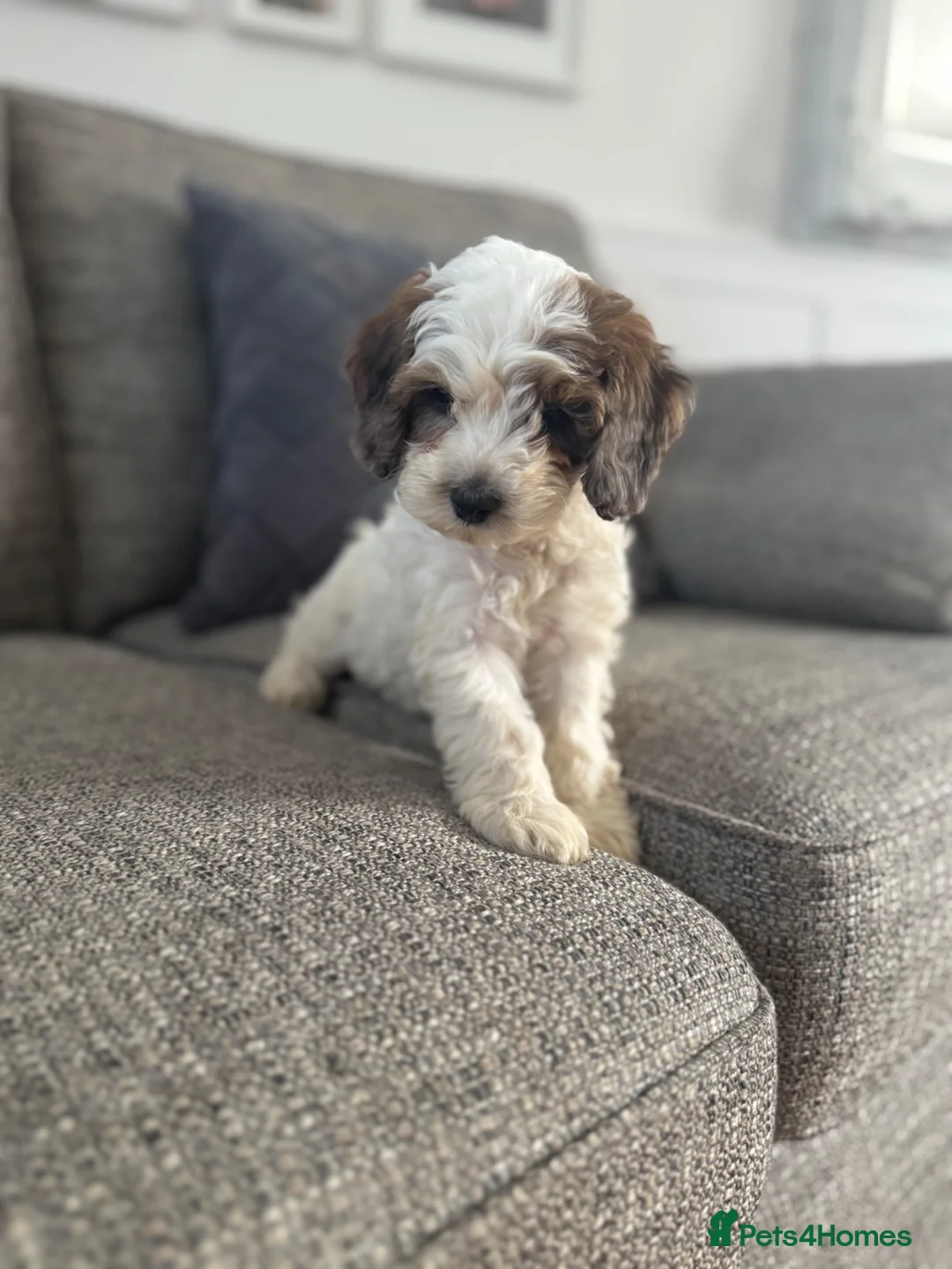 Cockapoo dogs for sale: 2 beautiful F1 cockapoo puppies  - Advert 34